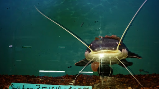 Hardware Store «Harbor Freight Tools», reviews and photos, 2856 Dekalb Pike, Norristown, PA 19401, USA