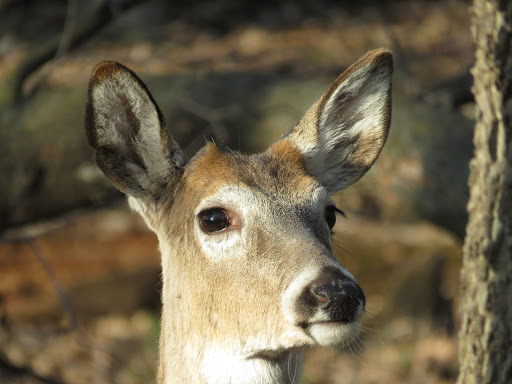 Nature Preserve «Westwood Hills Nature Center», reviews and photos, 8300 W Franklin Ave, St Louis Park, MN 55426, USA