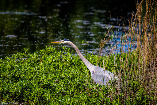 Park «Anderson River Park», reviews and photos