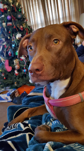 Pet Supply Store «PetSmart», reviews and photos, 2000 Clements Bridge Rd, Woodbury, NJ 08096, USA