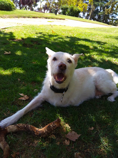 Clínica Veterinaria Caramuel en Madrid
