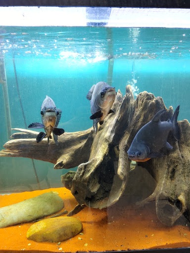 Aquarium «Skoolz of Fish», reviews and photos, 1503 Chamberlayne Ave, Richmond, VA 23222, USA