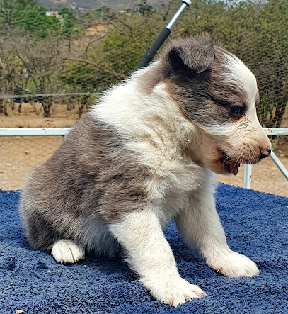 CACHORROS BORDER COLLIE, SERVICIOS PROFESIONALES CANINOS Y EQUINOS