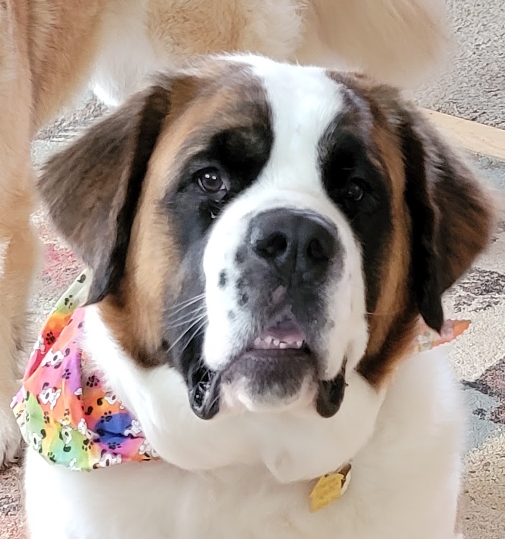 Brother Bear Pet Care