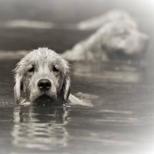 Giving Tree Veterinary Service image