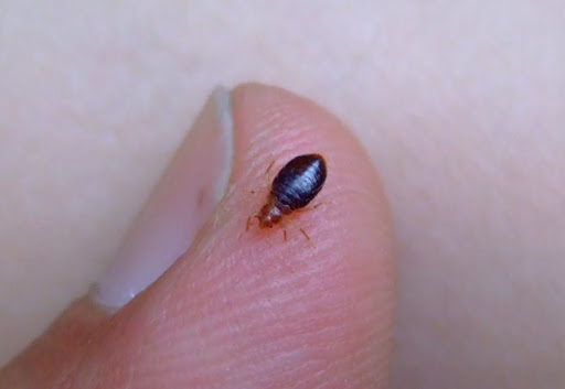 Bed Bug Exterminator Milwaukee