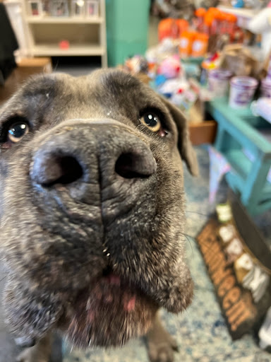 Pampered Pet Boutique and Barkery