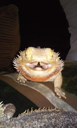 Pet Store «Fins Feathers Paws Claws», reviews and photos, 201 Station Rd, Quakertown, PA 18951, USA