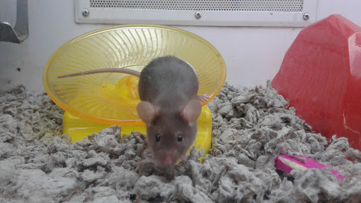 Pet Supply Store «Petco Animal Supplies», reviews and photos, 1150 Concord Ave #160, Concord, CA 94520, USA