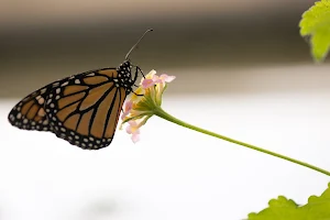 Schmetterlingszucht image