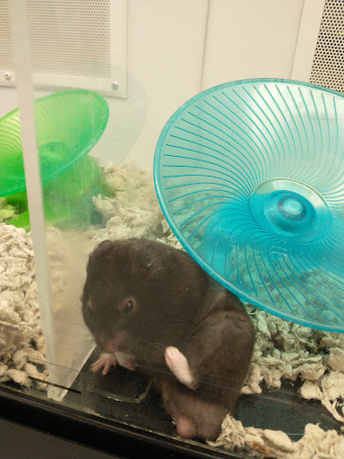 Pet Supply Store «Petco Animal Supplies», reviews and photos, 2140 E Blvd St, Kokomo, IN 46902, USA