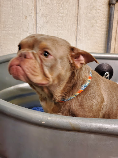 Pet Supply Store «Wags & Whiskers - West Nashville», reviews and photos, 3731 Charlotte Ave, Nashville, TN 37209, USA