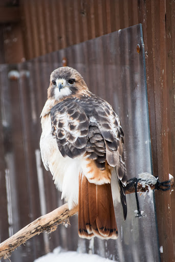 Zoo «Phillips Park Zoo», reviews and photos, 1000 Ray Moses Dr, Aurora, IL 60505, USA