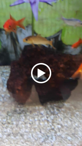 Pet Supply Store «Petco Animal Supplies», reviews and photos, 2140 E Blvd St, Kokomo, IN 46902, USA