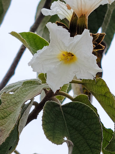 Park «Hugh Ramsey Nature Park», reviews and photos, 1000 TX-499 Loop, Harlingen, TX 78550, USA