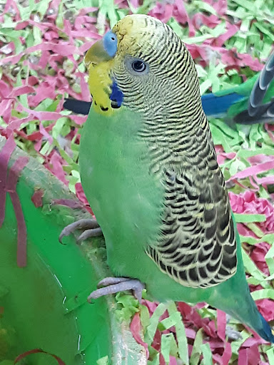 Pet Store «Petland Montgomery», reviews and photos, 7127 Eastchase Pkwy, Montgomery, AL 36117, USA