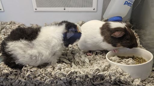 Pet Supply Store «Petco Animal Supplies», reviews and photos, 12444 NW 10th St #301, Yukon, OK 73099, USA