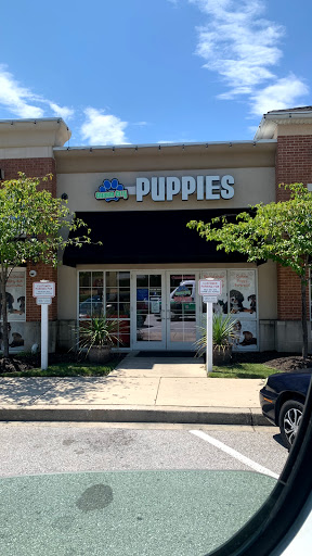 Pet Store «Charm City Puppies», reviews and photos, 8205 Snowden River Pkwy, Columbia, MD 21045, USA