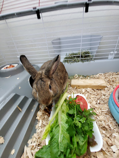 Pet Supply Store «PetSmart», reviews and photos, 7290 W Bell Rd, Glendale, AZ 85308, USA