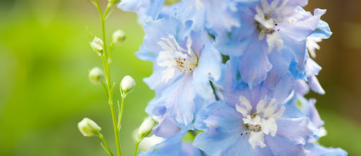 Grocery Store «Schnucks», reviews and photos, 109 N Mattis Ave, Champaign, IL 61821, USA