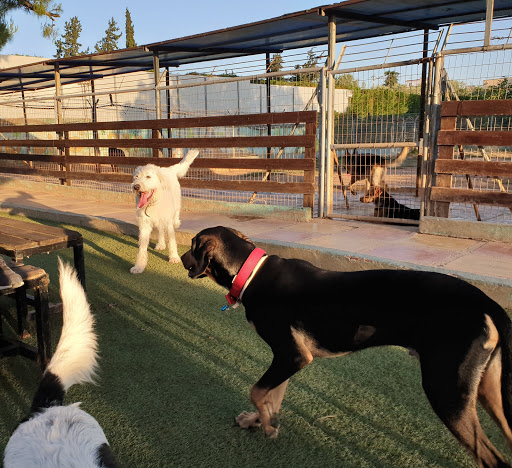Puppy Park Εκπαίδευση σκύλων Μαρούσι