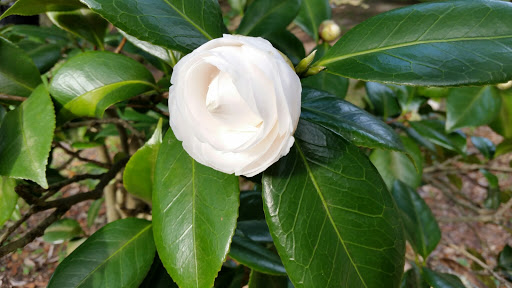 Park «Riverside Park», reviews and photos, 753 Park St, Jacksonville, FL 32204, USA