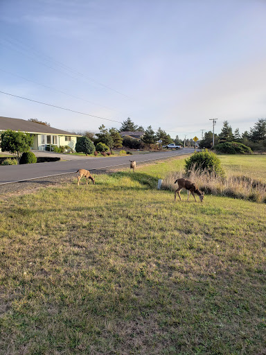 Public Golf Course «Ocean Shores Golf Course», reviews and photos, 500 Canal Dr NE, Ocean Shores, WA 98569, USA
