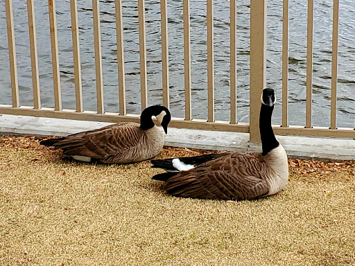 Park «Lorenzi Park», reviews and photos, 3343 W Washington Ave, Las Vegas, NV 89107, USA