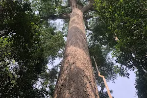 The Big Tree image