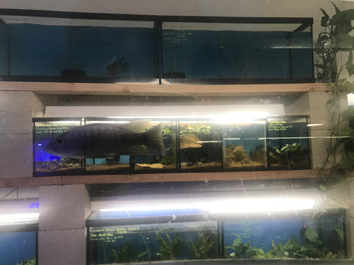 Nolan's Aquarium