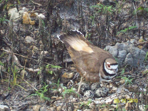 Golf Course «Osprey Point Golf Course», reviews and photos, 12551 Glades Road, Boca Raton, FL 33498, USA
