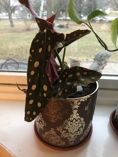 Greenhouse «Rose Floral & Greenhouse», reviews and photos, 14298 60th St N, Stillwater, MN 55082, USA