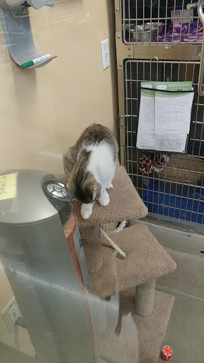 Pet Supply Store «PetSmart», reviews and photos, 4200 Derry St, Harrisburg, PA 17111, USA