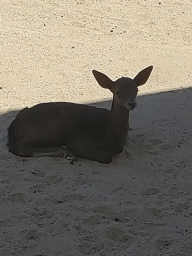 Zoo «Sierra Safari Zoo», reviews and photos, 10200 N Virginia St, Reno, NV 89506, USA