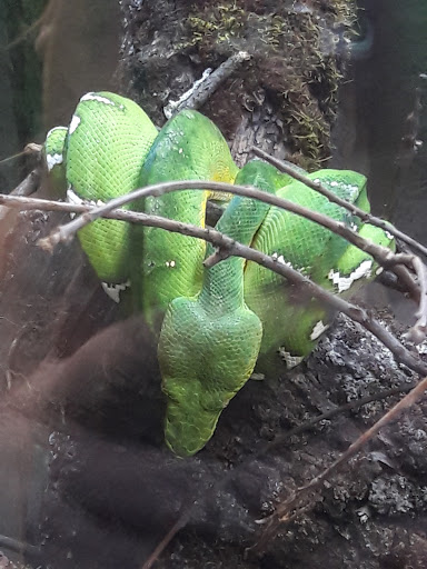 Pet Store «Lost Realms Pets», reviews and photos, 8059 N Cedar Ave, Fresno, CA 93720, USA