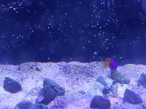 Pet Store «Fish & More Pet Store», reviews and photos, 310 E Main St #8, Sylva, NC 28779, USA