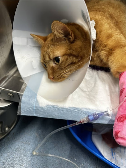 Vets4Pets - Lincoln South en Lincoln