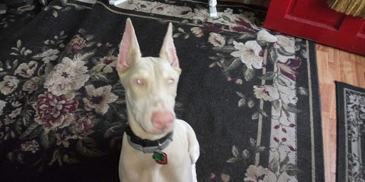 Pet Supply Store «Pet Supermarket», reviews and photos, 7822 Gall Blvd, Zephyrhills, FL 33541, USA