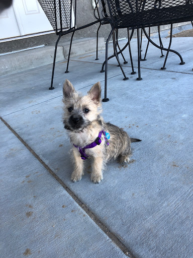 Pet Store «Pet City Pet Shops», reviews and photos, 750 Citadel Dr N # 2092, Colorado Springs, CO 80909, USA