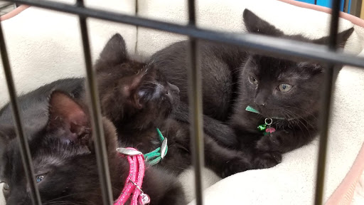 Pet Supply Store «Petco Animal Supplies», reviews and photos, 5850 Sepulveda Blvd, Van Nuys, CA 91411, USA