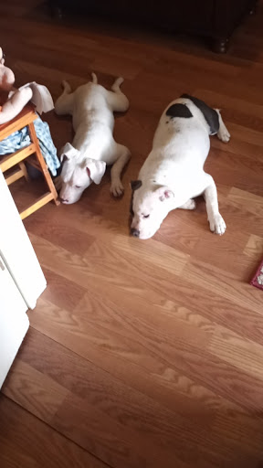 Pet Supply Store «PetSmart», reviews and photos, 4045 Dowlen Rd, Beaumont, TX 77706, USA