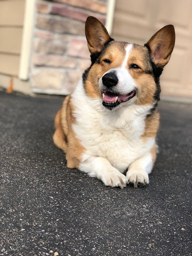 Sandy Paws Veterinary Clinic image