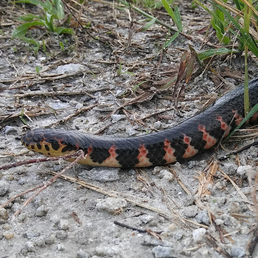 Nature Preserve «Karen T. Marcus Sandhill Crane Access Park», reviews and photos, 8175 PGA Boulevard, Palm Beach Gardens, FL 33418, USA