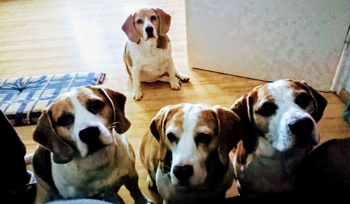 Dr.med.vet. Wolfgang Schill Veterinary clinic unter Eckersdorf, 