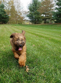 Courageous Canines Dog Training - Photo 6 - Car repair in Trenton, NJ, Trenton