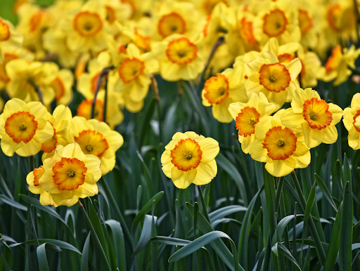 Florist «Joseph Genuardi Florist Inc», reviews and photos, 410 E Fornance St, Norristown, PA 19401, USA