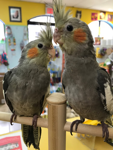 Bird Shop «Paterson Bird Store», reviews and photos, 13 Furler St # 1, Totowa, NJ 07512, USA