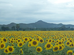สวนอินทผาลัมชอนสารเดช