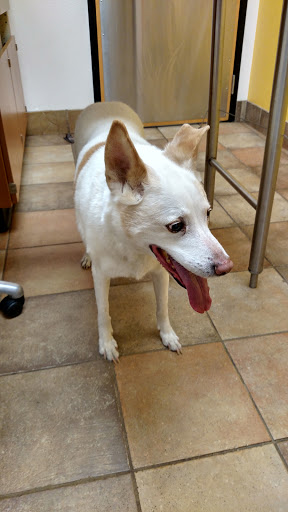 Pet Supply Store «PetSmart», reviews and photos, 5 Main St, East Hartford, CT 06118, USA