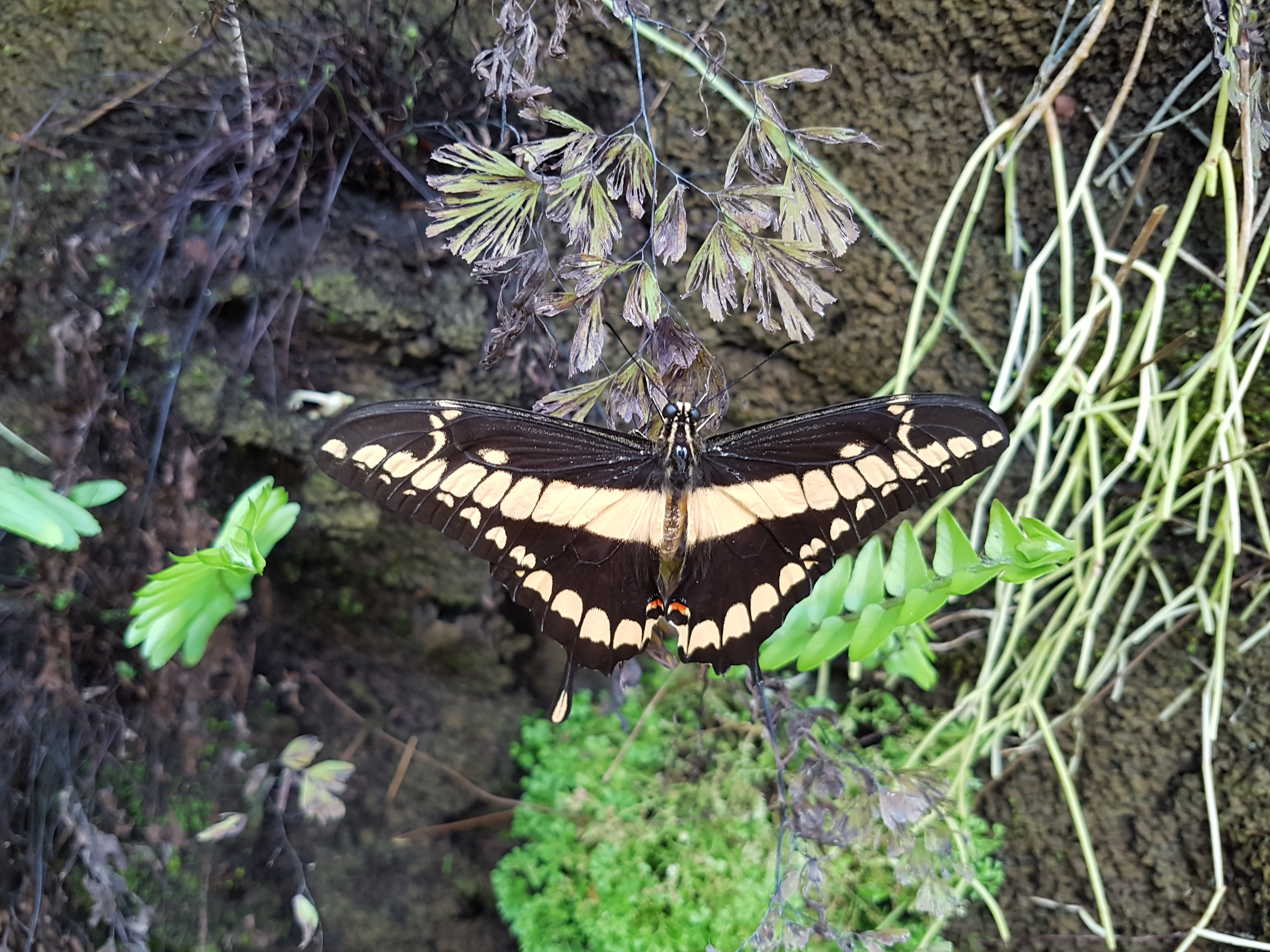 Photo n° 4 de l'avis de Dragon.e fait le 05/08/2018 à 17:22